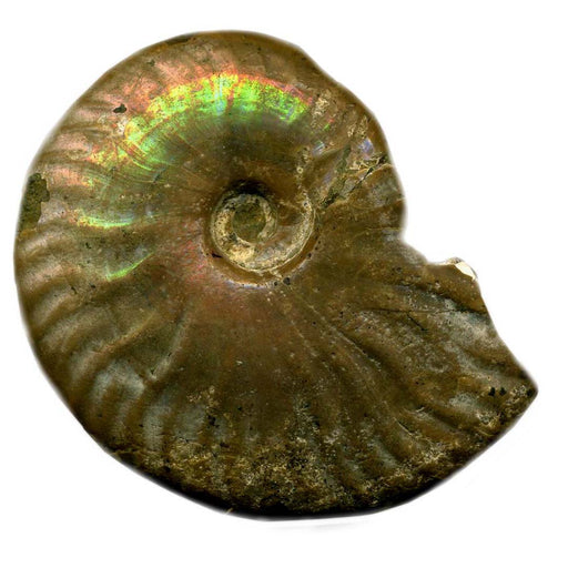productImage-20480-fossil-ammonit-cleoniceras.jpg
